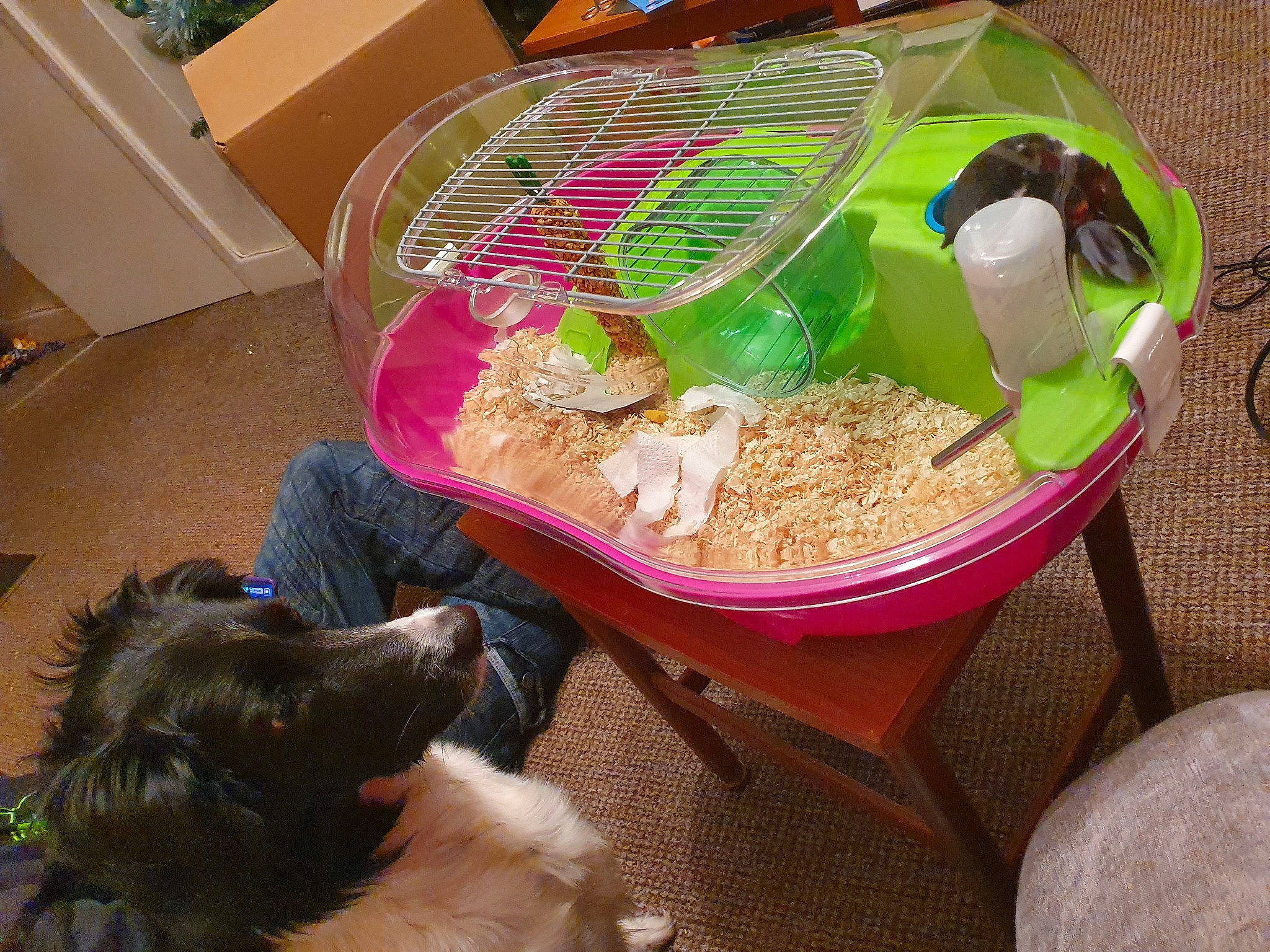 Lucia joined the competition — help win amazing prizes! animal_feed, basket, bowl, box, comfort_food, companion_dog, cuisine, dish, dog, dog_breed, food, fur, home_accessories, ingredient, pet_supply, plastic, shipping_box, tableware, toy_dog, vertebrate