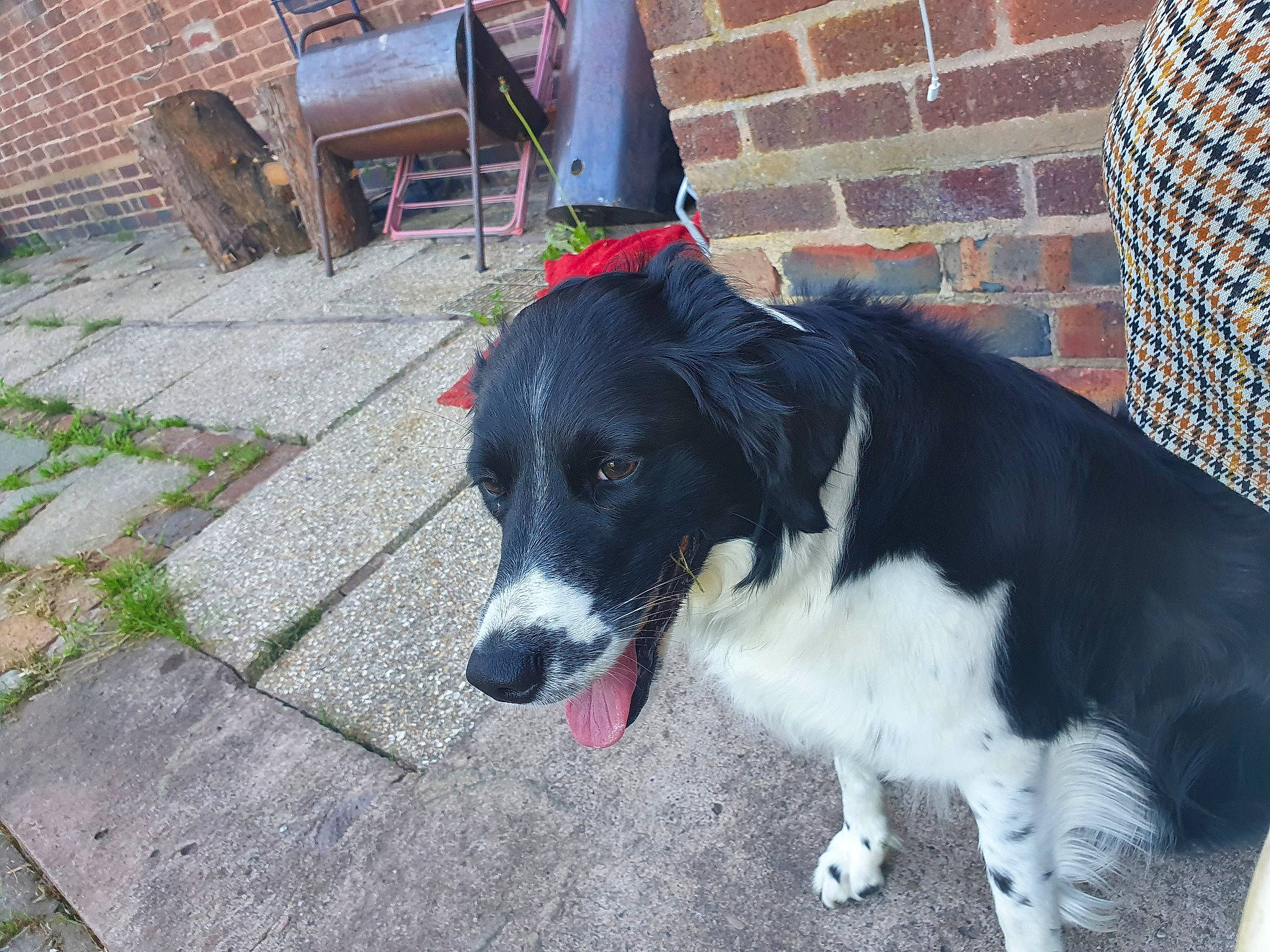 Lucia is registered to the contest to win money with this photo: borador, brick, brickwork, canidae, carnivore, chair, collar, companion_dog, dog, dog_breed, dog_collar, fur, leash, plant, snout, sporting_group, tail, whiskers, working_animal, working_dog