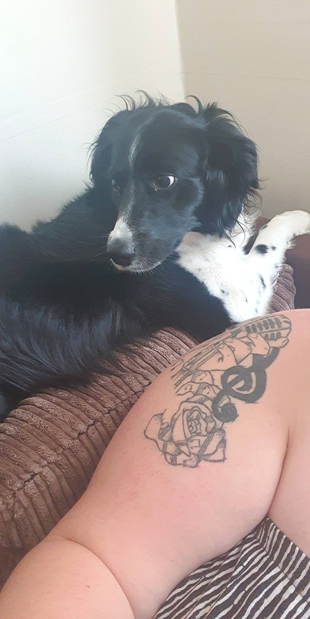 Lucia joined the competition — help win amazing prizes! art, calf, carnivore, companion_dog, dog, dog_breed, elbow, fur, herding_dog, human_leg, pattern, paw, sleeve, sporting_group, tattoo, temporary_tattoo, thigh, whiskers, wing, wrist