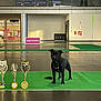 animal, award, background, black_dog, champion, competition, dog, event, floor, green_carpet, indoor, leash, light, pet, pillar, reflection, shadow, show, signage, trophies