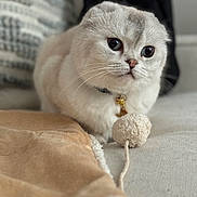 Ophelia joined the competition — help win amazing prizes! animal, bell, blanket, cat, closeup, collar, couch, cozy, curious, cute, domestic_animal, ears, feline, fur, indoor, pet, scottish_fold, soft, toy, whiskers