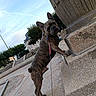 Rio a rejoint le concours — aidez-le/la à gagner de superbes lots ! architecture, blue_sky, brindle, city, climbing, collar, dog, ears, french_bulldog, leash, monument, outdoor, park, pet, stairs, standing, stone, town_square, urban_scene, wrinkled_face
