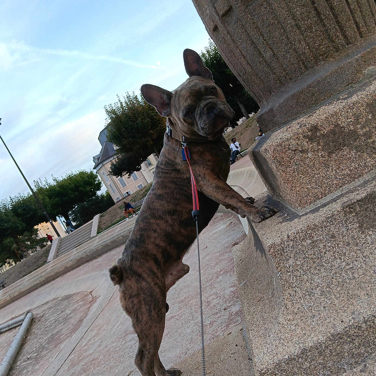 Rio a rejoint le concours — aidez-le/la à gagner de superbes lots ! architecture, blue_sky, brindle, city, climbing, collar, dog, ears, french_bulldog, leash, monument, outdoor, park, pet, stairs, standing, stone, town_square, urban_scene, wrinkled_face