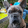 animal, bat_ears, brown_fur, chair, close_up, dog, french_bulldog, garden, grass, gray_fur, outdoor, person, pet, picnic, portrait, snacks, staring, trees, water_bottle, wrinkles