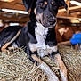 Vaina a rejoint le concours — aidez-le/la à gagner de superbes lots ! dog, animal, hay, barn, black_and_tan, resting, indoors, canine, fur, ears, paws, portrait, looking_away, wooden_structure, natural_light, farm, pet, mammal, close_up, relaxed