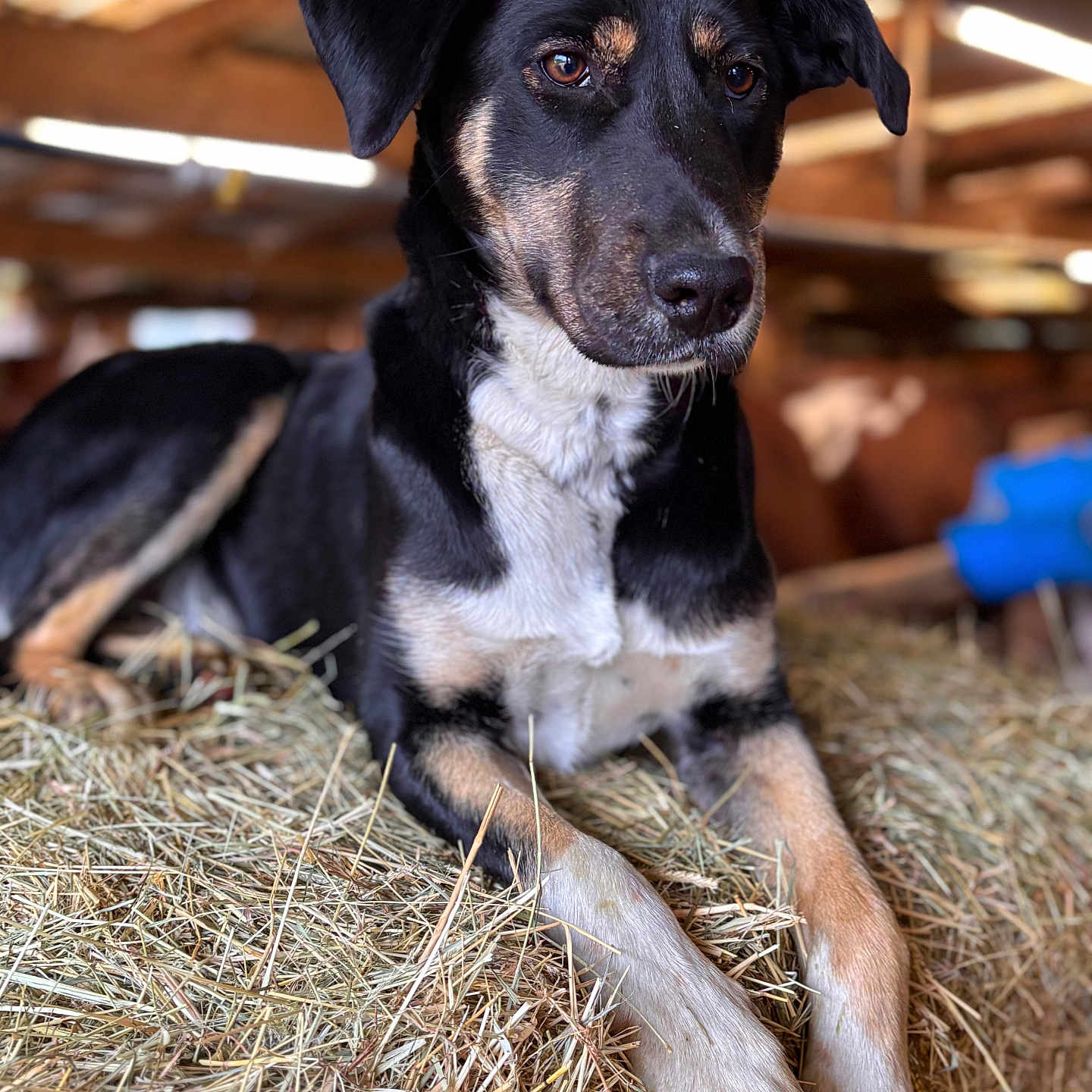 Vaina a rejoint le concours — aidez-le/la à gagner de superbes lots ! animal, barn, black_and_tan, canine, close_up, dog, ears, farm, fur, hay, indoors, looking_away, mammal, natural_light, paws, pet, portrait, relaxed, resting, wooden_structure