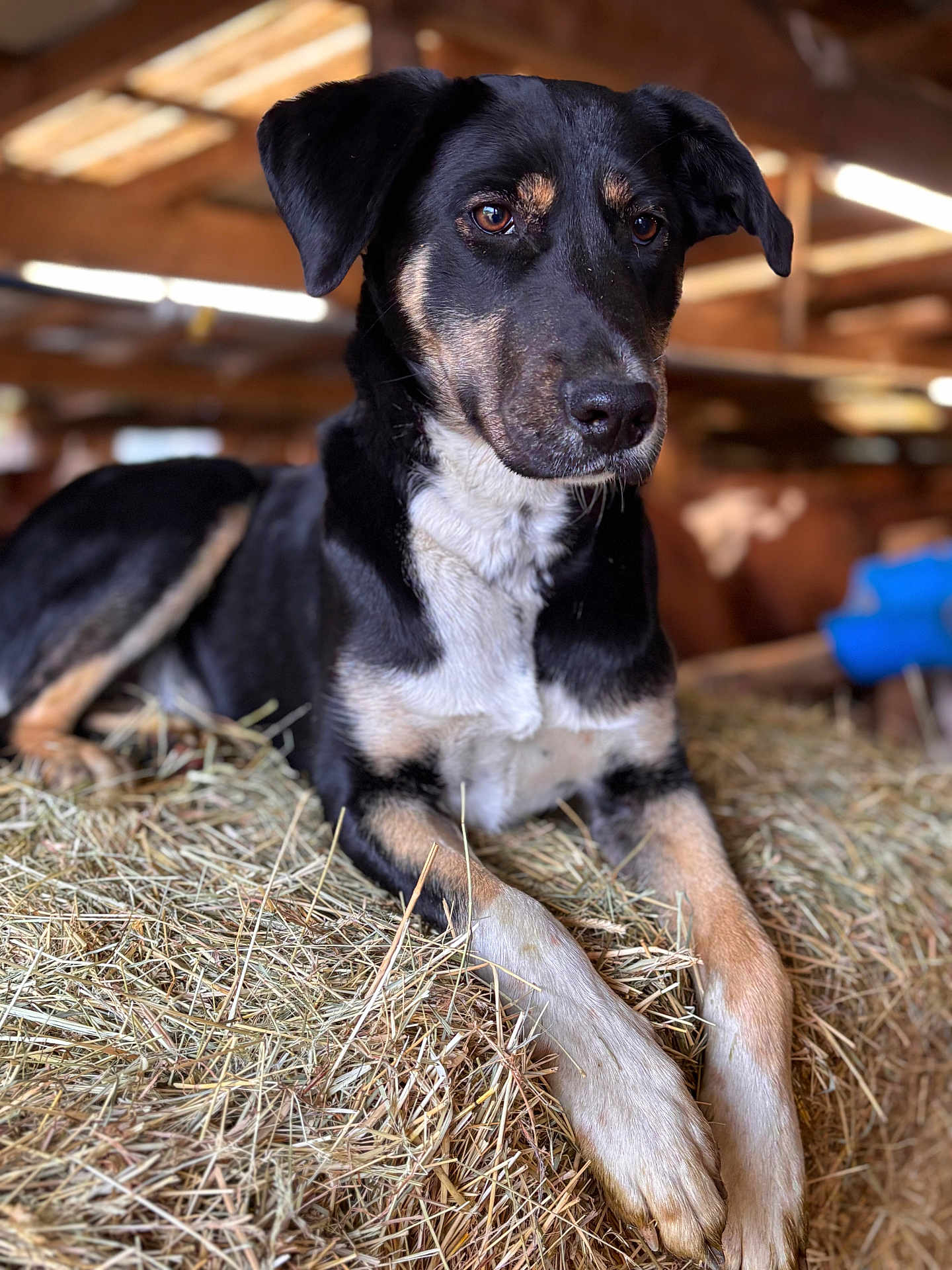 Vaina a rejoint le concours — aidez-le/la à gagner de superbes lots ! dog, animal, hay, barn, black_and_tan, resting, indoors, canine, fur, ears, paws, portrait, looking_away, wooden_structure, natural_light, farm, pet, mammal, close_up, relaxed