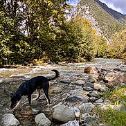 Vaina participe au concours pour gagner de l'argent avec cette photo : dog, river, rocks, mountain, trees, water, nature, outdoor, landscape, forest, stream, canine, animal, scenic, wilderness, daylight, grass, clouds, wildlife, travel