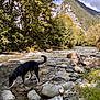 dog, river, rocks, mountain, trees, water, nature, outdoor, landscape, forest, stream, canine, animal, scenic, wilderness, daylight, grass, clouds, wildlife, travel