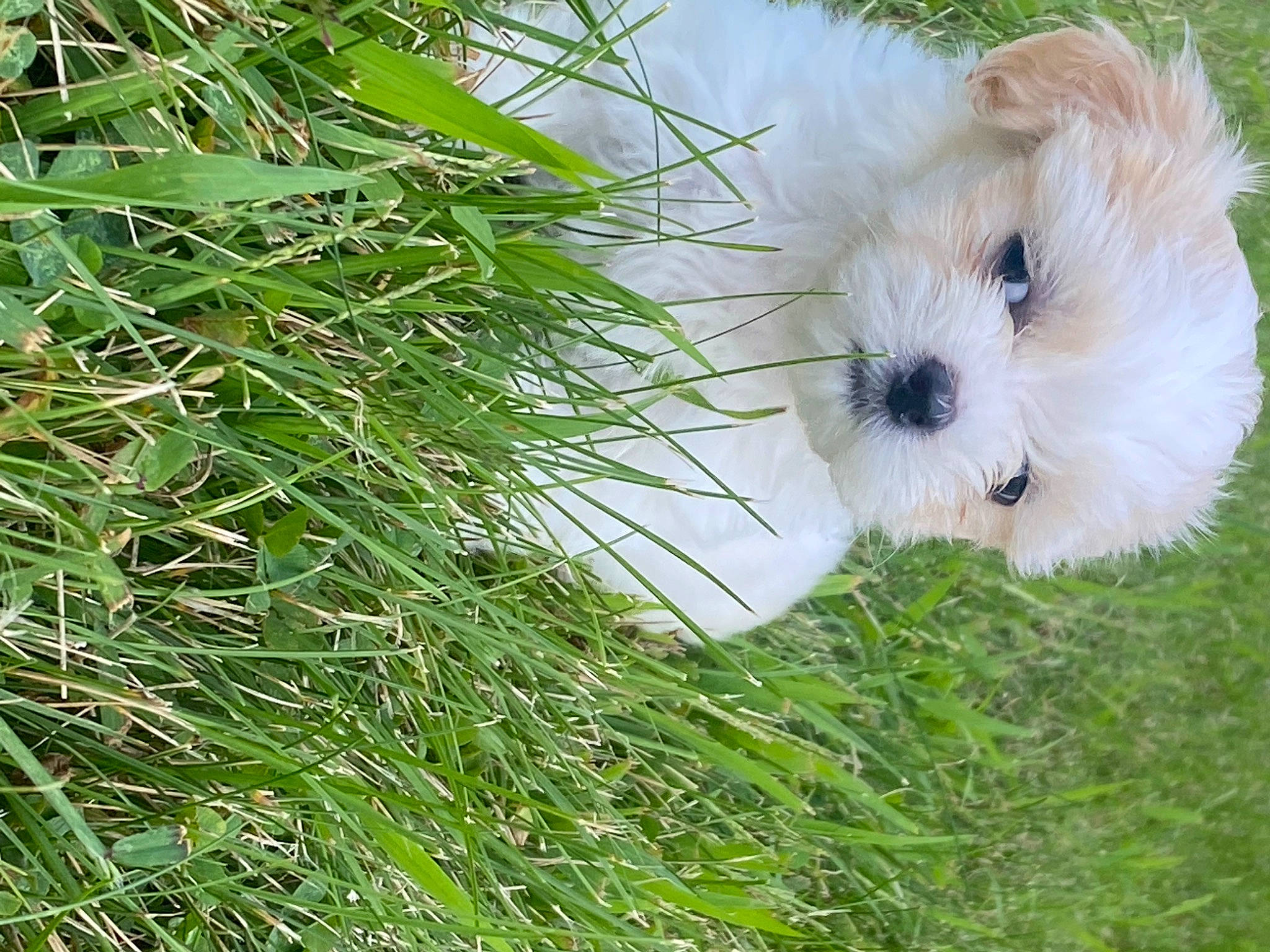 Millie joined the competition — help win amazing prizes! canidae, carnivore, companion_dog, conifer, dog, dog_breed, evergreen, grass, herb, maltepoo, non_sporting_group, plant, shrub, small_terrier, snout, sporting_group, terrestrial_plant, terrier, toy_dog, tree