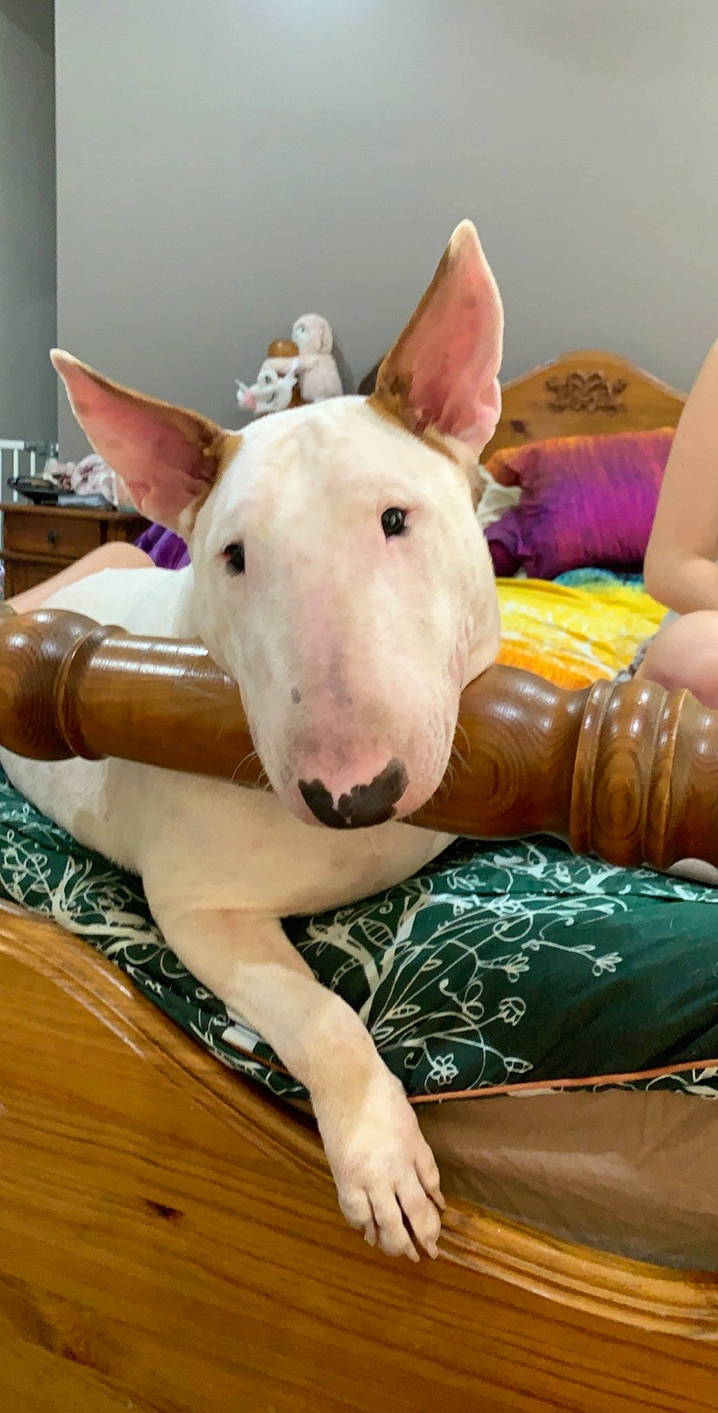 Kizzi joined the competition — help win amazing prizes! bull_and_terrier, bull_terrier, bull_terrier_miniature, canidae, carnivore, dog, dog_breed, english_white_terrier, fawn, gull_terr, mammal, non_sporting_group, old_english_terrier, snout, terrier, vertebrate, whiskers