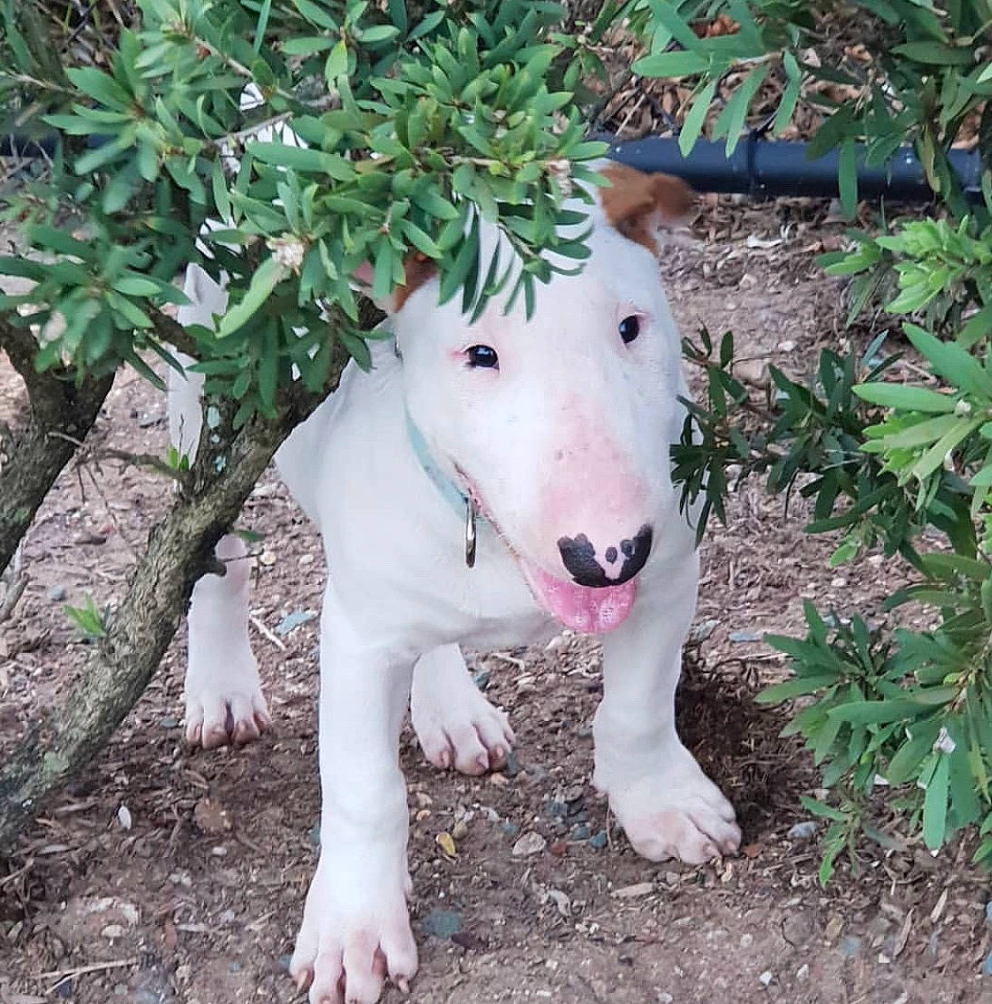 Kizzi is registered to the contest to win money with this photo: bull_and_terrier, bull_terrier, bull_terrier_miniature, canidae, carnivore, dog, dog_breed, english_white_terrier, fawn, gull_terr, mammal, non_sporting_group, old_english_terrier, rare_breed_dog, snout, terrier, vertebrate