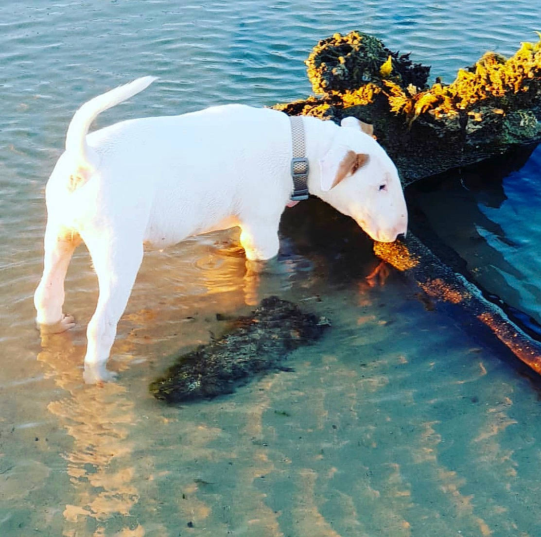 Kizzi is registered to the contest to win money with this photo: canidae, carnivore, companion_dog, dog, dog_breed, fox_terrier, jack_russell_terrier, non_sporting_group, pointer, russell_terrier, sporting_group, tail, terrier