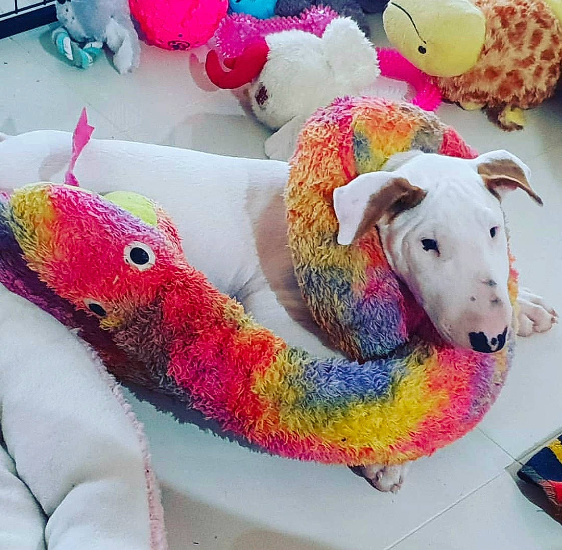 Kizzi joined the competition — help win amazing prizes! bull_terrier, bull_terrier_miniature, canidae, carnivore, crochet, dog, dog_toy, fictional_character, non_sporting_group, plush, stuffed_toy, textile, toy