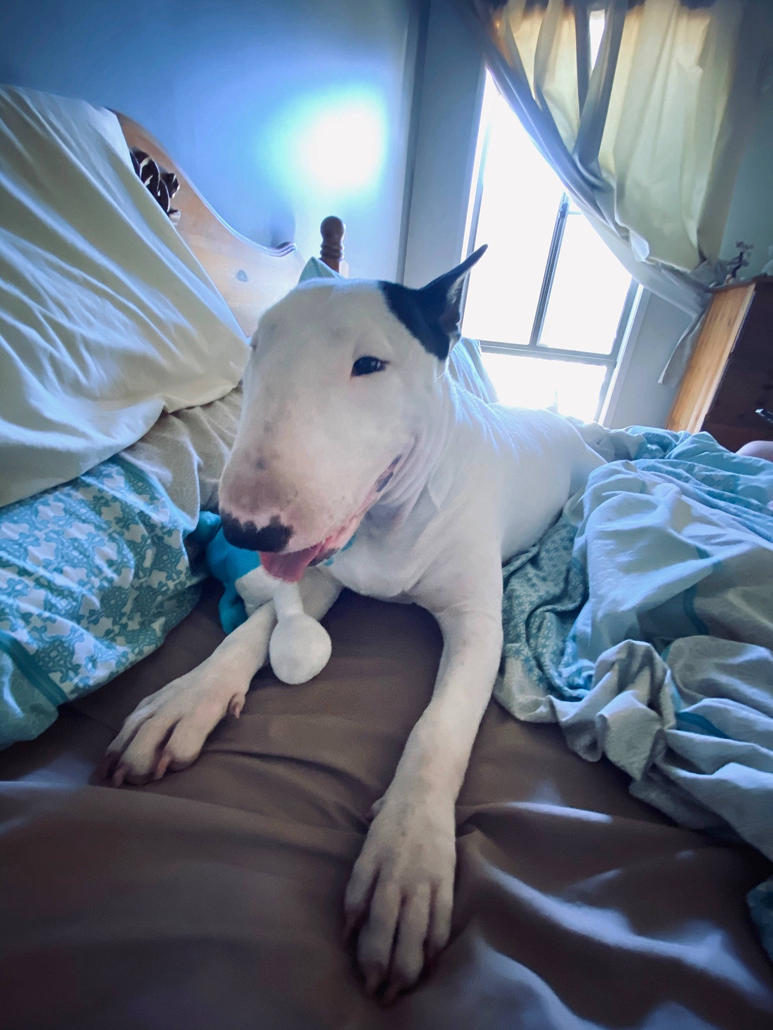 Evie is registered to the contest to win money with this photo: bull_and_terrier, bull_terrier, bull_terrier_miniature, bulldog, canidae, carnivore, dog, dog_breed, english_white_terrier, fawn, gull_terr, mammal, non_sporting_group, nose, old_english_terrier, snout, terrier, vertebrate