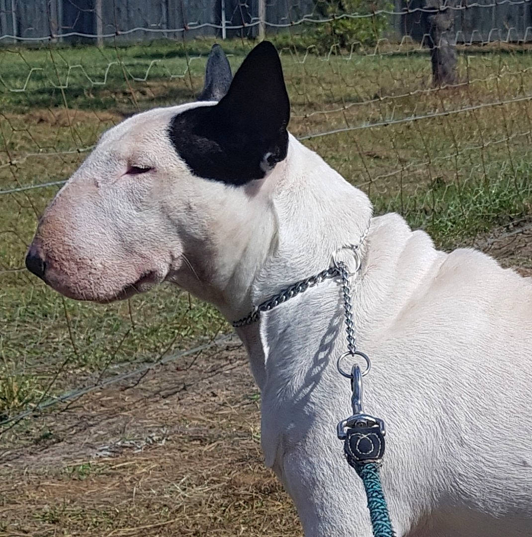 Evie is registered to the contest to win money with this photo: bridle, bull_and_terrier, bull_terrier, bull_terrier_miniature, canidae, carnivore, collar, dog, dog_breed, dog_collar, ear, fawn, horse_tack, mammal, non_sporting_group, snout, vertebrate