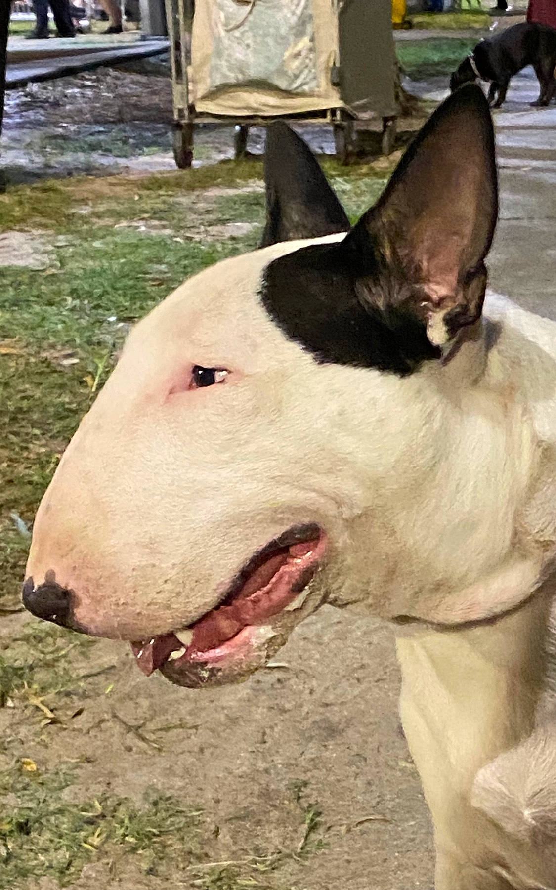 Evie joined the competition — help win amazing prizes! ancient_dog_breeds, bull_and_terrier, bull_terrier, bull_terrier_miniature, canidae, carnivore, dog, dog_breed, english_white_terrier, fawn, gull_terr, jaw, mammal, non_sporting_group, old_english_terrier, rare_breed_dog, snout, terrier, vertebrate