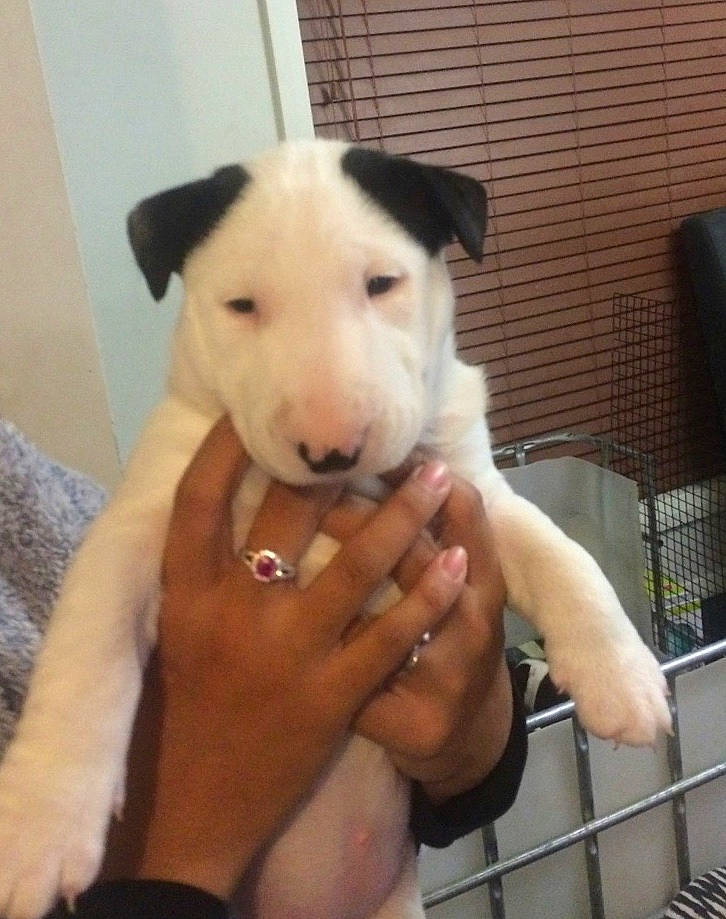 Evie joined the competition — help win amazing prizes! bull_terrier, bull_terrier_miniature, canidae, carnivore, dog, dog_breed, fawn, mammal, non_sporting_group, nose, old_english_terrier, rare_breed_dog, snout, sporting_group, vertebrate