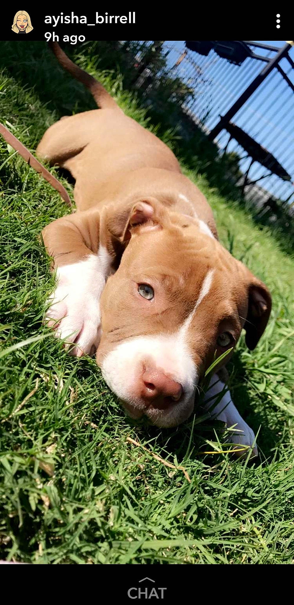 Zara is registered to the contest to win money with this photo: american_pit_bull_terrier, american_staffordshire_terrier, canidae, carnivore, companion_dog, dog, dog_breed, fawn, grass, hunting_dog, mammal, non_sporting_group, nose, pit_bull, snout, sporting_group, vertebrate