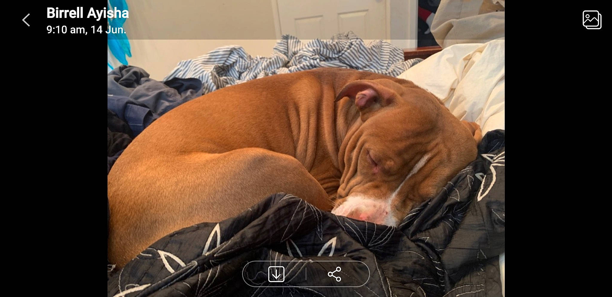 Zara is registered to the contest to win money with this photo: american_pit_bull_terrier, bulldog, canidae, carnivore, companion_dog, dog, dog_breed, dogue_de_bordeaux, fawn, mammal, molosser, nap, non_sporting_group, photo_caption, puppy, sleep, snout, sporting_group, vizsla, wrinkle