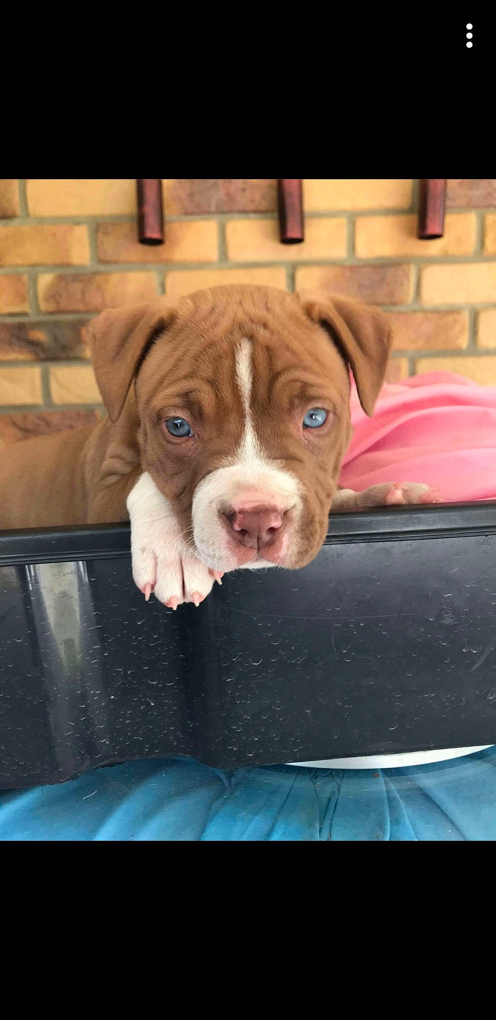 Zara joined the competition — help win amazing prizes! american_bulldog, american_pit_bull_terrier, bulldog, canidae, carnivore, dog, dog_breed, dogue_de_bordeaux, fawn, mammal, non_sporting_group, pit_bull, puppy, rare_breed_dog, snout, sporting_group, vertebrate