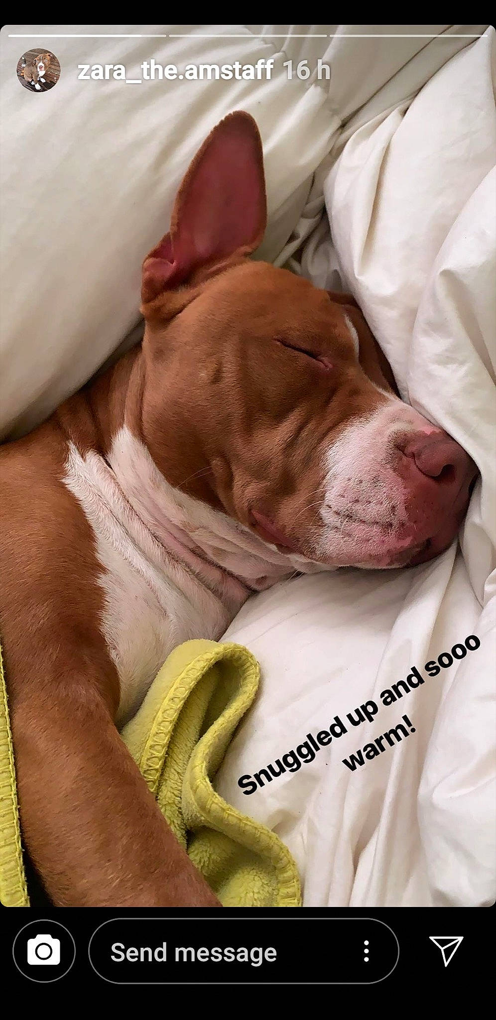 Zara joined the competition — help win amazing prizes! american_pit_bull_terrier, canidae, carnivore, companion_dog, dog, dog_breed, ear, fawn, mammal, nap, non_sporting_group, nose, pit_bull, sleep, snout, sporting_group, vertebrate, wrinkle