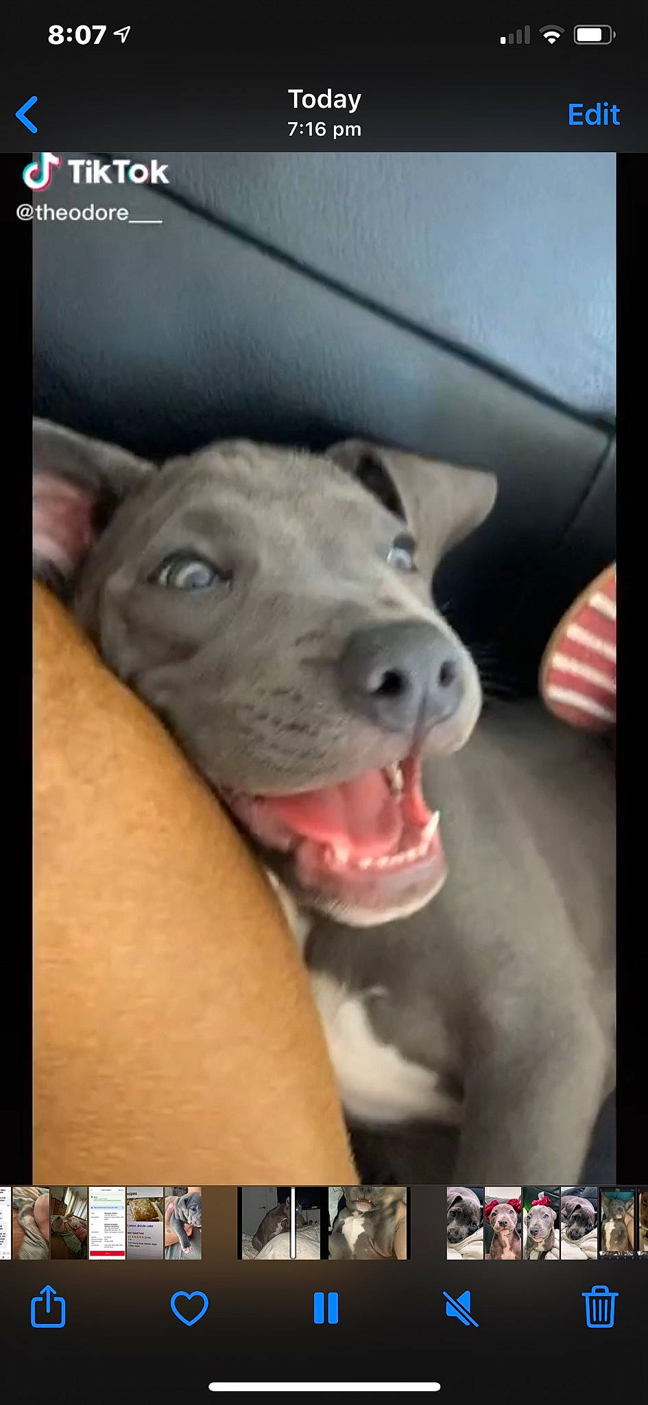 Theo joined the competition — help win amazing prizes! american_pit_bull_terrier, american_staffordshire_terrier, bull_and_terrier, canidae, carnivore, dog, dog_breed, fawn, mammal, mouth, non_sporting_group, nose, pit_bull, snout, sporting_group, vertebrate