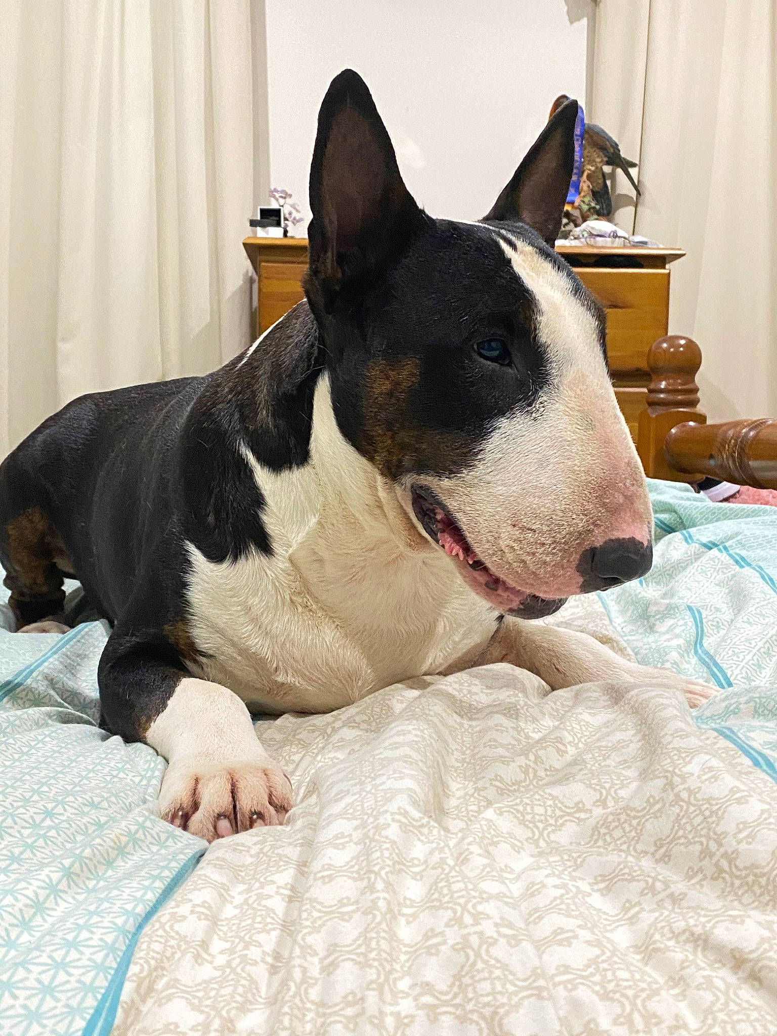 Chunky joined the competition — help win amazing prizes! american_staffordshire_terrier, bull_and_terrier, bull_terrier, bull_terrier_miniature, canidae, carnivore, dog, dog_breed, english_white_terrier, fawn, mammal, non_sporting_group, old_english_terrier, snout, terrier, vertebrate, whiskers