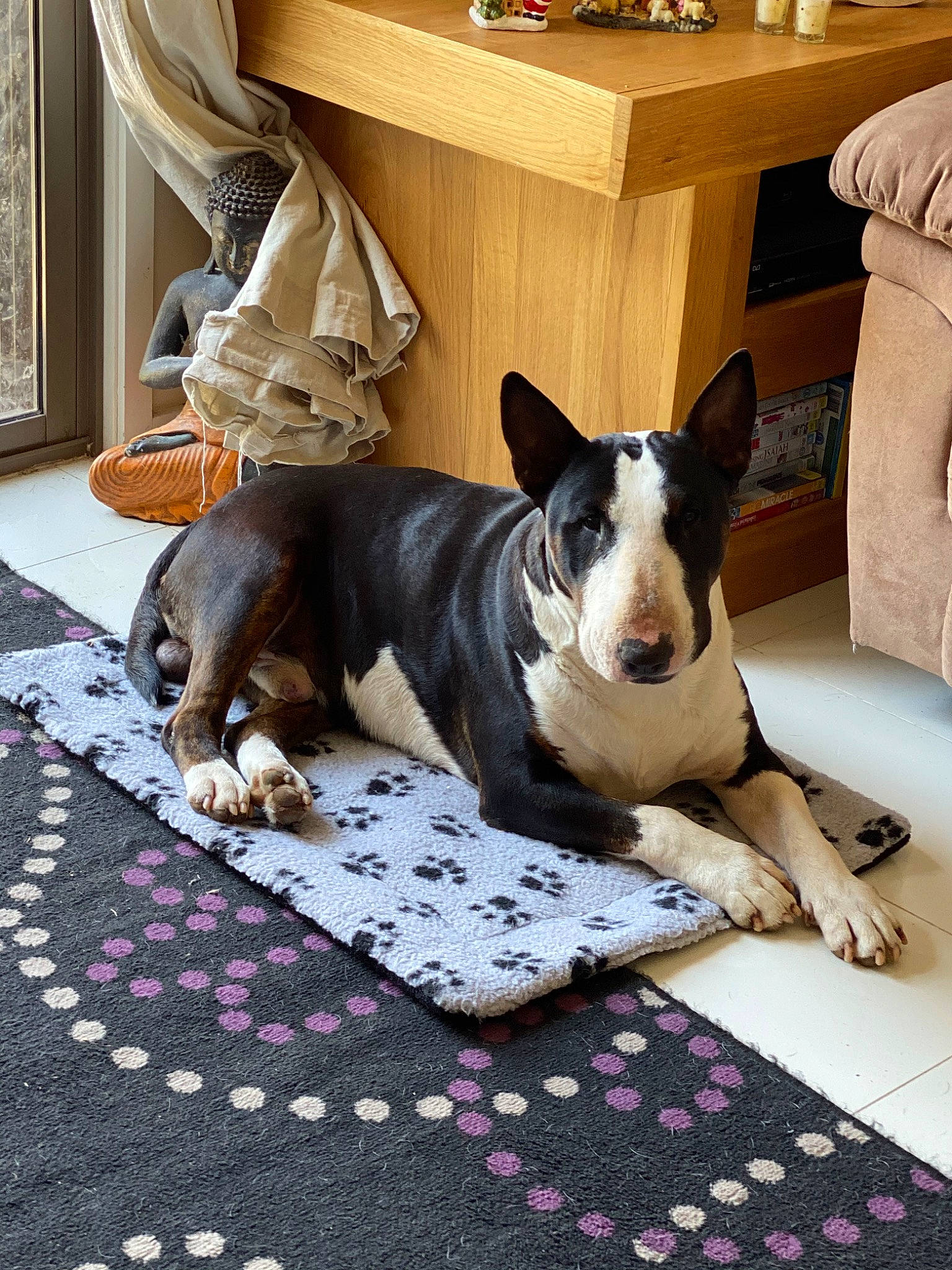 Chunky joined the competition — help win amazing prizes! bull_and_terrier, bull_terrier, bull_terrier_miniature, canidae, carnivore, dog, dog_breed, fawn, mammal, non_sporting_group, old_english_terrier, paw, vertebrate