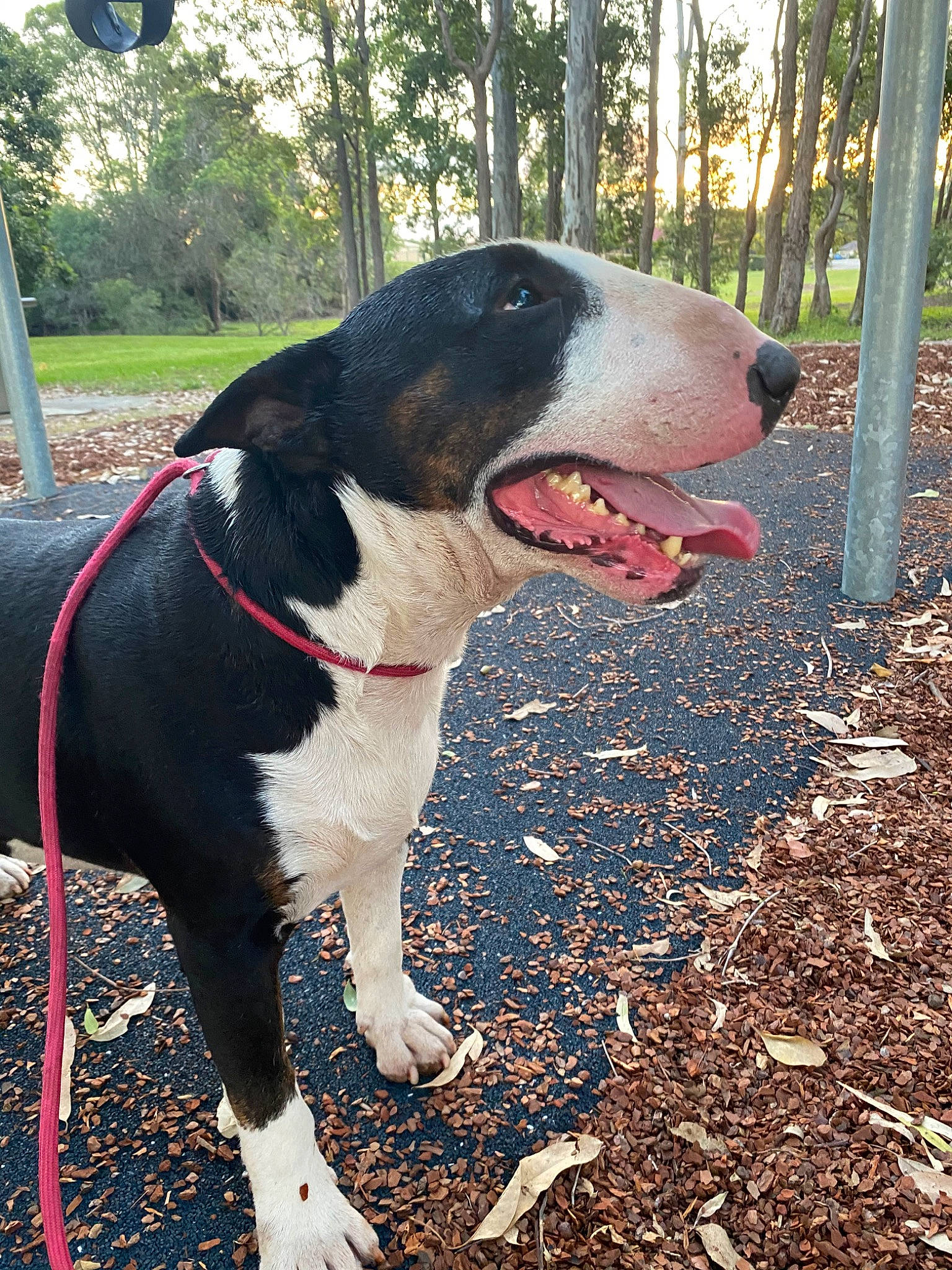 Chunky joined the competition — help win amazing prizes! canidae, carnivore, dog, dog_breed, mammal, non_sporting_group, tree, vertebrate