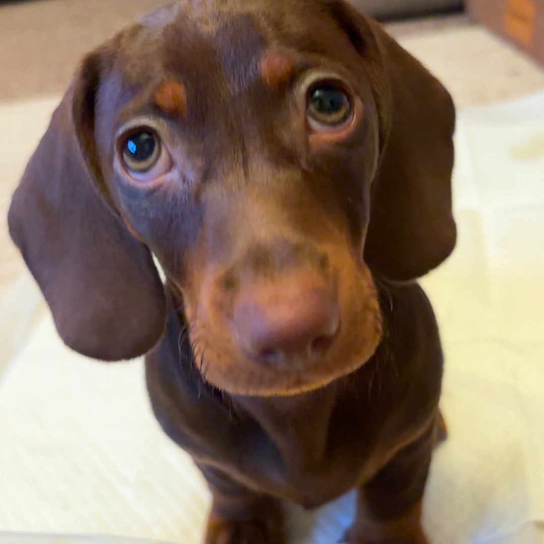 Bruno joined the competition — help win amazing prizes! adorable, animal, brown, canine, close_up, cute, dachshund, dog, domestic_animal, ears, eyes, fur, indoor, looking_up, nose, paw, pet, puppy, small_dog, young