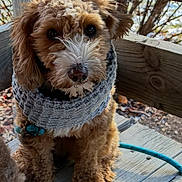 Polly Mae joined the competition — help win amazing prizes! animal, brown_dog, canine, closeup, curly_fur, cute, daylight, dog, fall_leaves, fluffy, leash, nature, outdoor, pet, portrait, scarf, sitting, winter_accessory, wooden_railing, wooden_steps