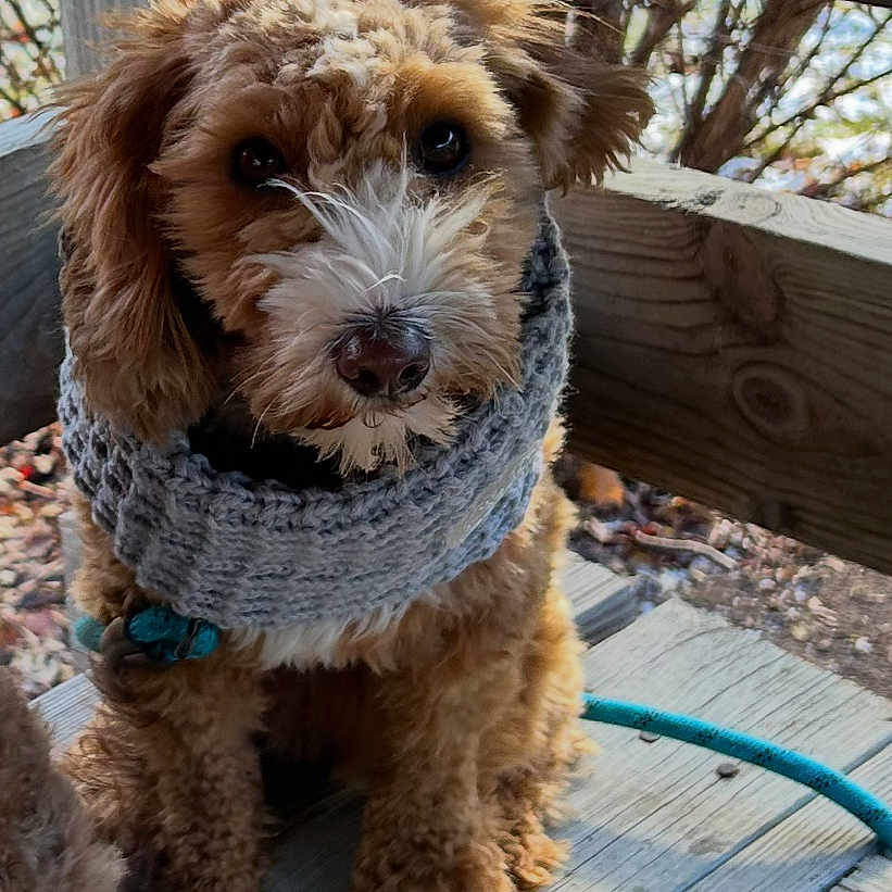 Polly Mae joined the competition — help win amazing prizes! animal, brown_dog, canine, closeup, curly_fur, cute, daylight, dog, fall_leaves, fluffy, leash, nature, outdoor, pet, portrait, scarf, sitting, winter_accessory, wooden_railing, wooden_steps