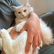 Elsie joined the competition — help win amazing prizes! animal, cat, close_up, companion, couch, cozy, cute, domestic_animal, feline, fluffy, friendly, fur, holding, human_hand, indoor, pet, portrait, relaxed, resting, white_cat