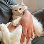 animal, cat, close_up, companion, couch, cozy, cute, domestic_animal, feline, fluffy, friendly, fur, holding, human_hand, indoor, pet, portrait, relaxed, resting, white_cat