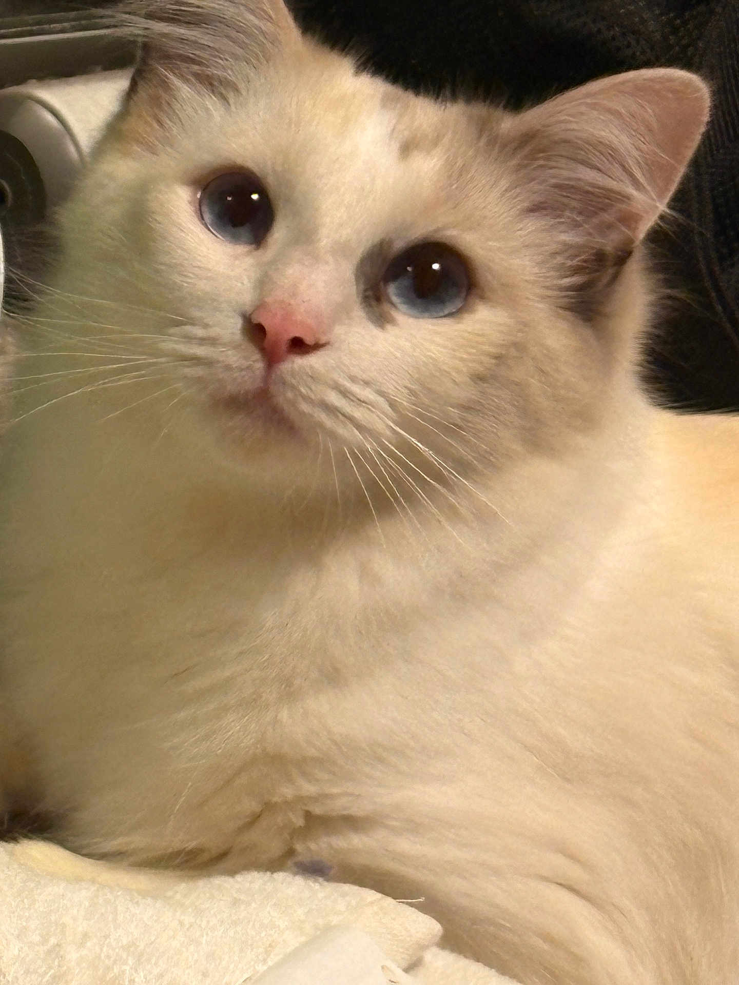 Elsie joined the competition — help win amazing prizes! animal, blue_eyes, cat, close_up, cozy, cream_color, cute, domestic_cat, feline, fluffy, fur, indoor, looking_up, mammal, pet, pink_nose, portrait, relaxed, soft_lighting, whiskers