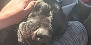 Dave is registered to the contest to win money with this photo: animal, black_dog, casual, closeup, clothing, comfort, cozy, dog, domestic, friendship, hand, indoor, lap, person, pet, relaxation, resting, sleeping, sunlight, warm_light