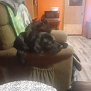 Dave is registered to the contest to win money with this photo: armchair, black_dog, blanket, canine, couch, cozy, dog, door, floor, furniture, home, indoor, living_room, microwave, orange_wall, painting, pet, relaxing, shadow, table
