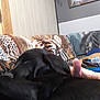 Dave joined the competition — help win amazing prizes! animal, black_dog, blanket, comfort, couch, cozy, dog, domestic, furniture, hand, home, indoor, nap, painting, pet, relaxing, resting, sleeping, tiger_pattern, wall