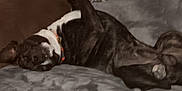Jensen is registered to the contest to win money with this photo: animal, blanket, brown, canine, collar, comfort, couch, cute, dog, fur, furniture, gray, home, indoor, laying, paw, pet, relaxed, resting, upside_down