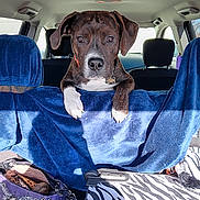 Jensen joined the competition — help win amazing prizes! animal, blue_towel, brindle_coat, car_interior, car_seat, companion, curious, dog, dog_collar, dog_tag, looking_at_camera, paw, pet, seat_cover, suitcase, sunlight, travel, vehicle, window, zebra_pattern