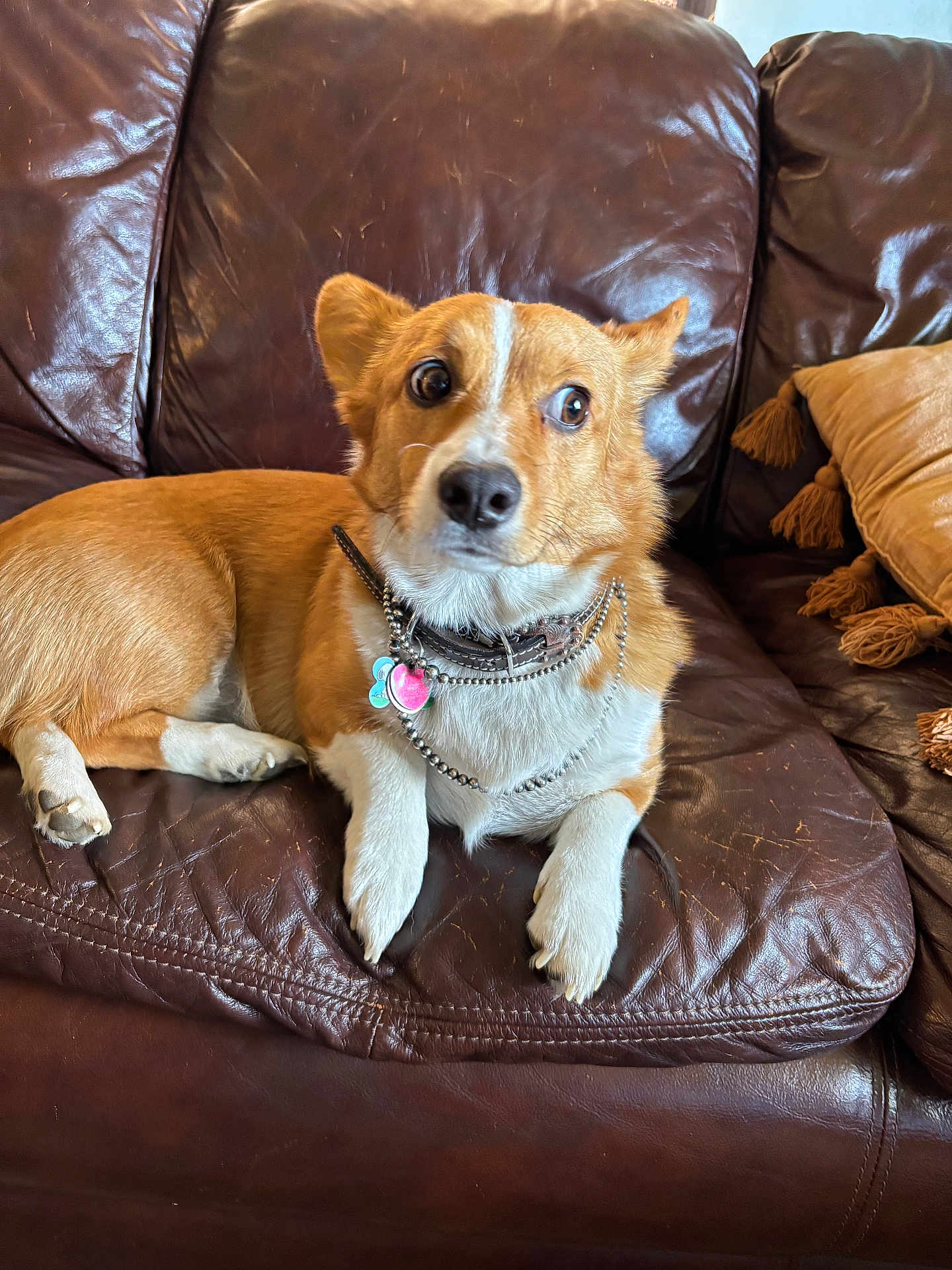 Pickles is registered to the contest to win money with this photo: dog, corgi, pet, leather_couch, brown_couch, collar, tags, pillow, indoor, fur, animal, cute, resting, looking_away, home, cozy, small_dog, ears, paw, canine