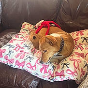 Pickles is registered to the contest to win money with this photo: dog, blanket, bow_pattern, brown_leather_couch, toy, pet, collar, indoor, resting, cute, cozy, fur, animal, domestic_animal, sleepy, comfort, relaxation, side_view, warm, home