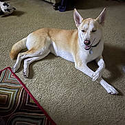 Rosa is registered to the contest to win money with this photo: dog, carpet, indoor, furniture, armchair, pet, canine, resting, relaxed, paws, crossed_legs, home, living_room, colorful_rug, animal, mammal, domestic, fur, ears, collar