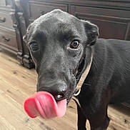 Lilly is registered to the contest to win money with this photo: dog, black_dog, tongue_out, close_up, indoor, wooden_floor, furniture, curious, pet, mammal, canine, collar, brown_eyes, domestic_animal, standing, looking_at_camera, snout, ears, floor, room