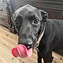 dog, black_dog, tongue_out, close_up, indoor, wooden_floor, furniture, curious, pet, mammal, canine, collar, brown_eyes, domestic_animal, standing, looking_at_camera, snout, ears, floor, room