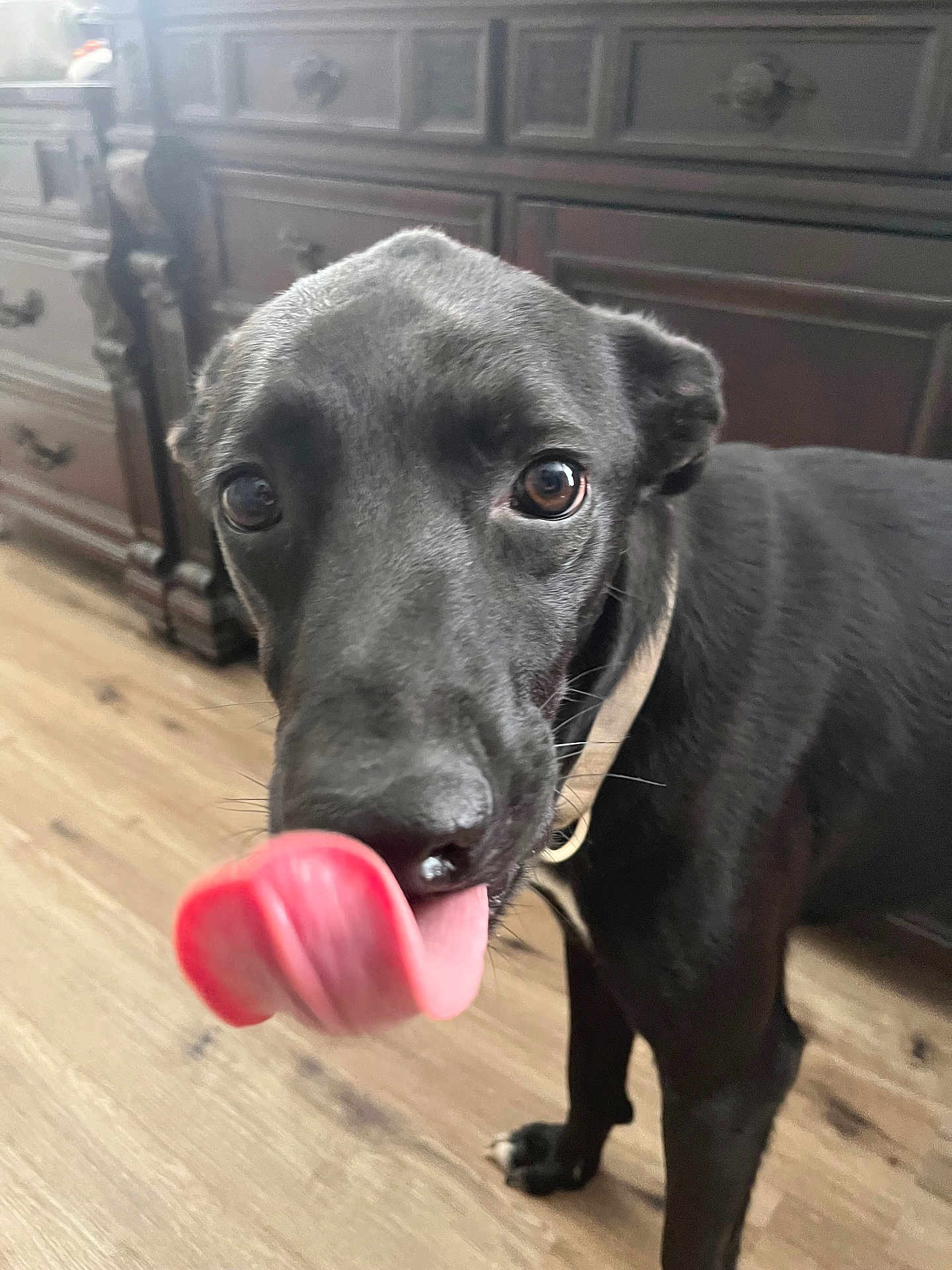 Lilly is registered to the contest to win money with this photo: dog, black_dog, tongue_out, close_up, indoor, wooden_floor, furniture, curious, pet, mammal, canine, collar, brown_eyes, domestic_animal, standing, looking_at_camera, snout, ears, floor, room