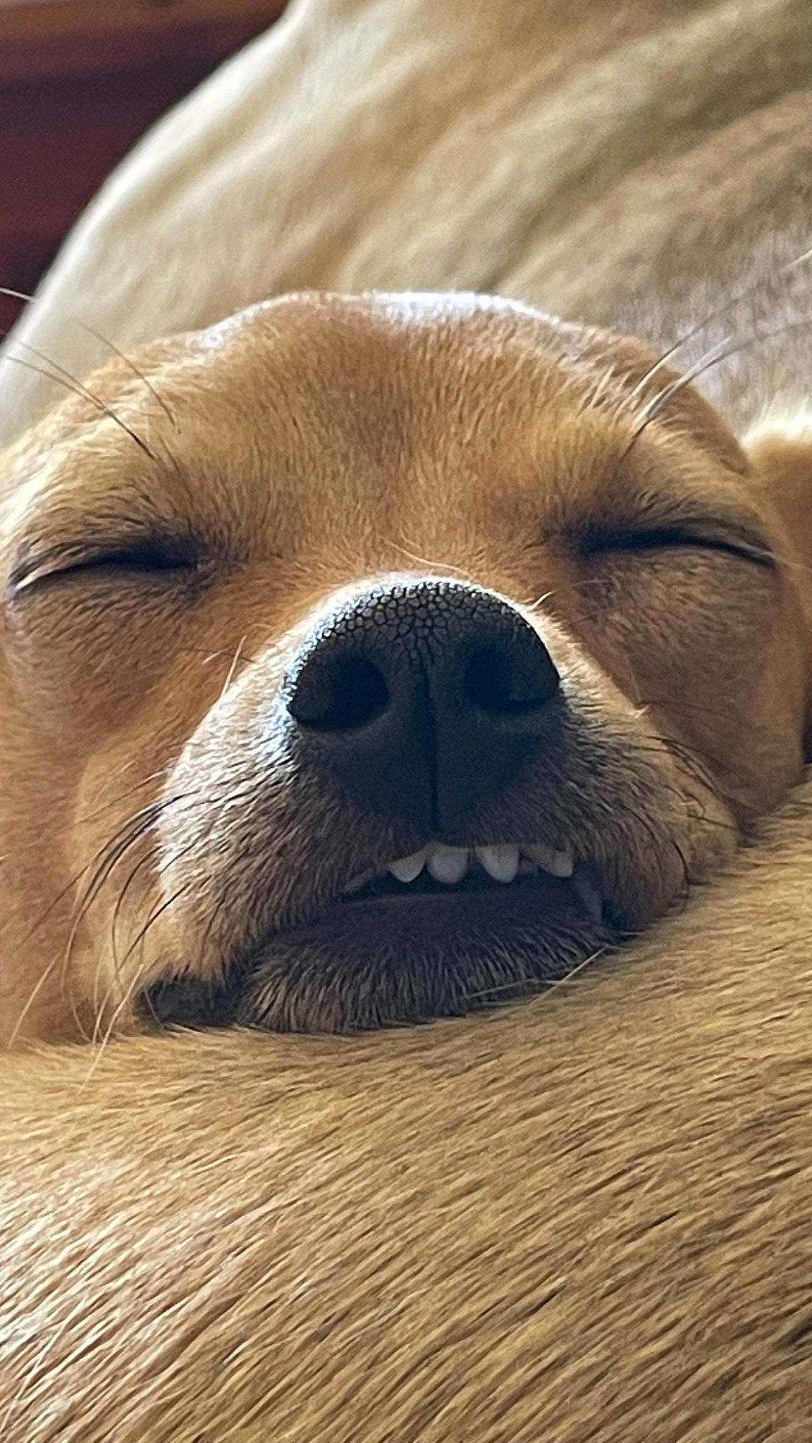 Bambi joined the competition — help win amazing prizes! canidae, carnivore, comfort, companion_dog, dog, dog_breed, fawn, fur, liver, nap, non_sporting_group, paw, pet_supply, puppy, snout, terrestrial_animal, whiskers, wood, working_animal, wrinkle