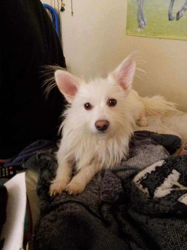 Snowball