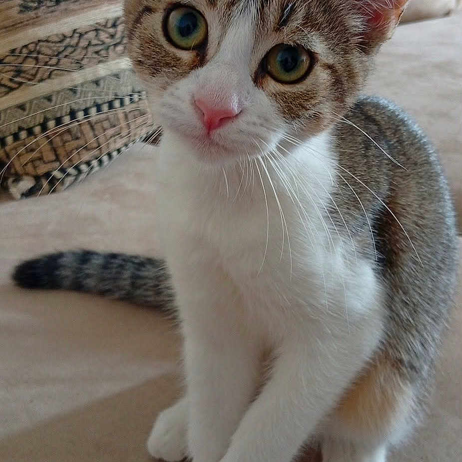 Iris a rejoint le concours — aidez-le/la à gagner de superbes lots ! cat, kitten, tabby, white_fur, brown_fur, pink_nose, green_eyes, whiskers, ears, sitting, paws, tail, indoors, couch, cushion, portrait, pet, cute, animal, close_up